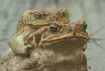 canetoads2-ic.jpg