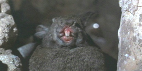 http://www.badmovies.org/movies/nightlepus/nightlepus4.jpg