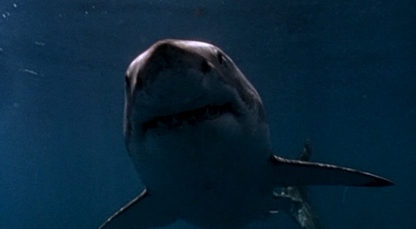 Review: Shark Attack!